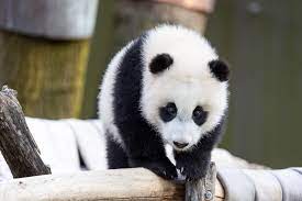 Dc Finally Got To See The Baby Panda Washingtonian Dc