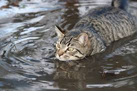 Meanwhile certain types of cats, like the tiger, can swim for longer distances if necessary. Photo Cats Swim Water Animals