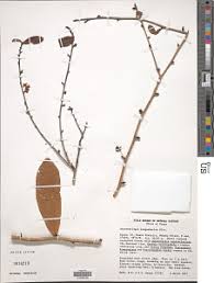 Image result for Brackenridgea zanguebarica