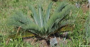 Image result for Encephalartos