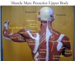 Upper back pain and chest pain can occur together. Labelled Muscles Of The Upper Back Upper Back Muscles Man Anatomy How To Draw Upper Back Muscles Muscle Anatomy Upper Back Muscles Back Muscles Men