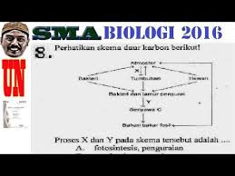 Check spelling or type a new query. Skema Daur Karbon Un Sma Biologi 2016 No 08 Youtube