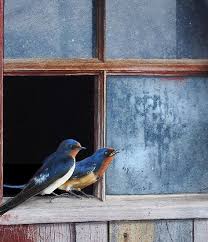 Bird Sitting On Window Sill Meaning Birds In The Window Tablolar Hayvanlar Kus