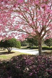 Flowering tecoma trees at miri bulatan park — photo by hoon hee. Flowering Trees Top 13 Picks For Residential Gardens Garden Design