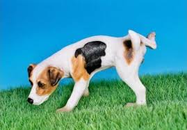 Jack russell terrier breed prior to 1900. Mayinc Jack Russell Peeing Dog Statue Figurine Decor Import It All