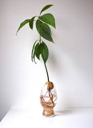 However, orchard fruit trees blossom and then fruit, while. When Will My Avocado Tree Have Fruit Barham Avocados