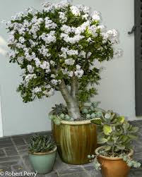 Tug at the stem and if they do not. Jade Plant Cvs Inland Valley Garden Planner