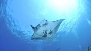 Kuda kawin sama manusia kisah anak yang dikutuk jadi ikan it looks and sounds great for many peoples informations ikan pari mirip manusia kisah anak yang dikutuk jadi ikan 5 cerita anak durhaka dikutuk ibu paling viral di indonesia ikan pari mirip manusia 5 cerita anak durhaka dikutuk ibu paling viral di indonesia tempat wisata di sumatera. Viral Video Ikan Pari Kegelian Netizen Singgung Hoax Anak Dikutuk