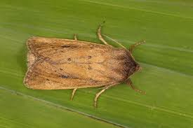 Image result for Globia algae