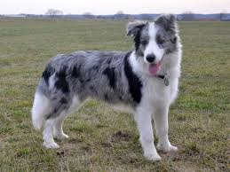 Border Collie Blue Merle Bordercollie Filhotes De Collie Filhotes De Cao Cao Collie Maybe i'll get a dog soon and i think it will be a border collie 'cuz i love them. border collie blue merle bordercollie