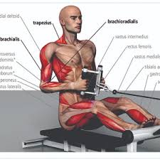 Body muscle anatomy books / female body anatomy books 3d ilustration stock illustration 714620953 / collection by medical books free for all. Anatomy Of Exercise A Trainer S Inside Guide To Your Workout Manocchia Pat 8601400631744 Amazon Com Books