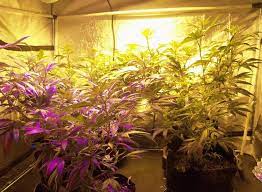 The height of the led grow light varies from 24 inches to a distance as far as possible around 62 inches. How High Should Your Grow Lights Be Above Your Plants