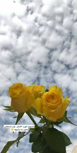Pin By فتاة الشمس On رمزيات Quotes About Photography Love Quotes Wallpaper Iphone Wallpaper Quotes Love