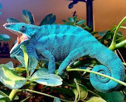 Now i am slightly confused. Best Plants For Chameleons 2021 Review Why Should Use Live Plants For Chameleons Timeline Pets