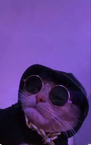 See more ideas about cat wallpaper, cat art, cute wallpapers. Pin By ð°ððððððð¢ð On Aesthetic Wallpaper Cat Aesthetic Cute Cat Wallpaper Cat Profile