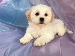 However, free dogs and puppies are a rarity as shelters usually charge a small adoption fee to cover their expenses. All White Male Teddy Bear Iowa Breeders Minnesota And Illinois