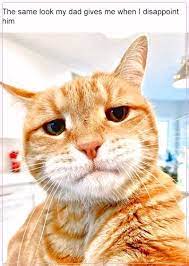Kucing vs balon kucing kaget lucu banget. Gambar Kucing Lucu Kucing Gambar Kucing Lucu Kucing Lucu