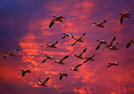 Pasari delicate, randunelele trezesc in sufletele celor mici interesul pentru viata pasarilor migratoare si fascinatia fata de aceste zburatoare. Ce PÄƒsÄƒri MigreazÄƒ In Ce Locuri Calde ZboarÄƒ PÄƒsÄƒrile MigraÈ›ii Sezoniere De PÄƒsÄƒri Motivele MigraÈ›iei Cum NavigheazÄƒ PÄƒsÄƒrile