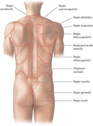 The lumbar and sacrum region make up the bone of the lower back anatomy. Topographical Anatomy Basicmedical Key