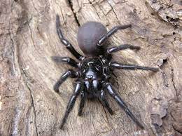 Nov 06, 2020 · learn about nine of africa's most dangerous animals, ranging from snakes like the black mamba to safari icons like the lion, rhino, and buffalo. The 10 Most Dangerous Animals In Australia Spiders Snakes