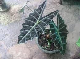 Dengan melihat nama tanaman hias daun dan gambarnya anda akan lebih mudah dalam memilih tanaman mana yang cocok untuk ditanam di halaman rumah anda. 31 Tanaman Hias Daun Lengkap Gambar Dan Keterangannya