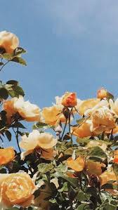 Yellow Roses Background Roses In 2020 Rose Wallpaper Flower Wallpaper Flower Aesthetic