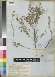 Image result for Indigofera pulchra