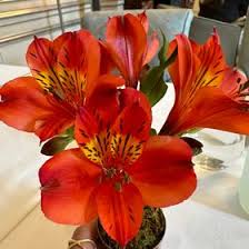 Mariel Marcos (mariel_marcos)