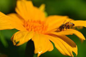 For sheer flower power, petal hues and plant forms, this bloomer is tough to beat. Guide To Growing Flowers In Alabama