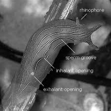 Image result for Pellaea longipilosa