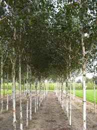 Birke Himalaya Birke Gartenhecke Garten Kaufen Birke Baum