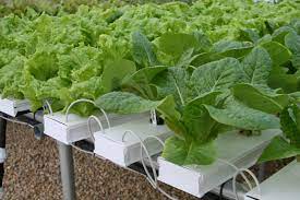 Hydroponics Is As Easy As Nft Garden Greenhouse