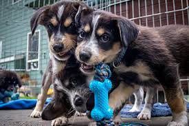 Looking for a new pet? Adopt Whatcom Humane Society