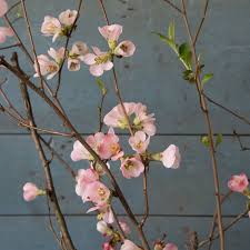 And the flowering quince is unique. Chaenomeles Flowering Quince Branches In Vases Anazhthsh Google Flowering Quince Fragrant Flowers Vase With Branches