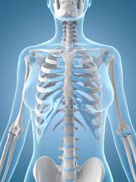 Human rib cage anatomy 3d model. Ribcage And Upper Body Skeletal System Joints Biology Stock Photo 160221228