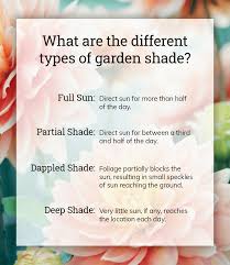 Transparent png images, graphics or psd files. How To Choose And Care For Bedding Plants Primrose Blog