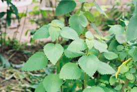 Image result for Tetradenia tanganyikae