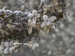Check spelling or type a new query. 5 703 Frosty Flowers Photos Free Royalty Free Stock Photos From Dreamstime