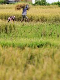 LAHAN PERSAWAHAN MENYEMPIT | ANTARA Foto