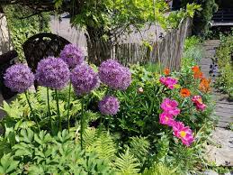 We did not find results for: Growing Allium The Ornamental Onions Old Farmer S Almanac