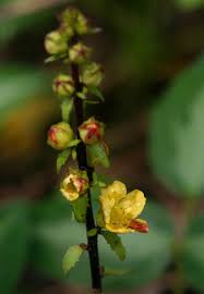 Image result for Alectra orobanchoides