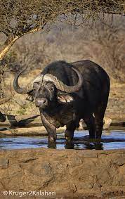 Photographing Buffalo In African National Parks And Game Reserves Buffalo Animal Wild Animals Photography Big Animals