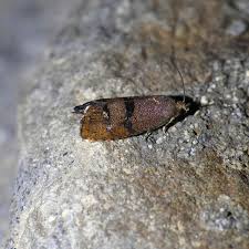 Image result for Cyphia brummittii