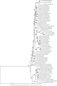Image result for Corallocarpus boehmii