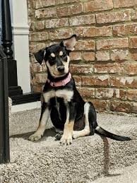 She was a griever puppy who i adopted shortly after losing my bichon. Puppies Are Worth Saving Inc Reviews And Ratings Forest Hill Md Donate Volunteer Review Greatnonprofits