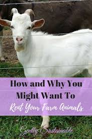 Rent Before You Buy Farm Animals Farm Animals Animals Homesteading