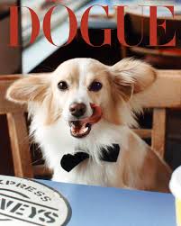 Vogue magazine celebrated the dog days of summer with celeb dog covers!  Here are a few of our faves! If your dog (or pet) was to grace the cover of  a magazine,