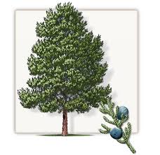 How to identify cedar trees. Pin On Fannin Trees