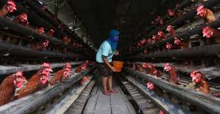 Pihak pertama berhak mengambil keuntungan bersih (net profit) sebesar 35% dari usaha usaha peternakan ayam, dan apabila usaha tersebut mengalami kerugian ditanggung oleh kedua belah. Biosekuriti 3 Zona Solusi Bisnis Peternakan Unggas Di Indonesia Tirto Id