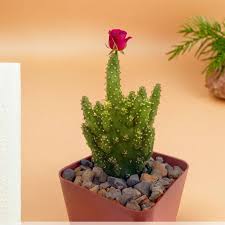 Image result for Opuntia monacantha